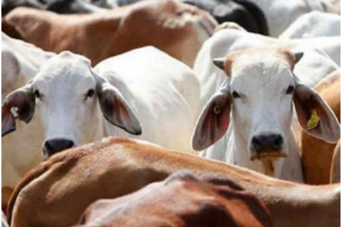 गोरक्षा नाम पर हिंसा , तो होगी जेल