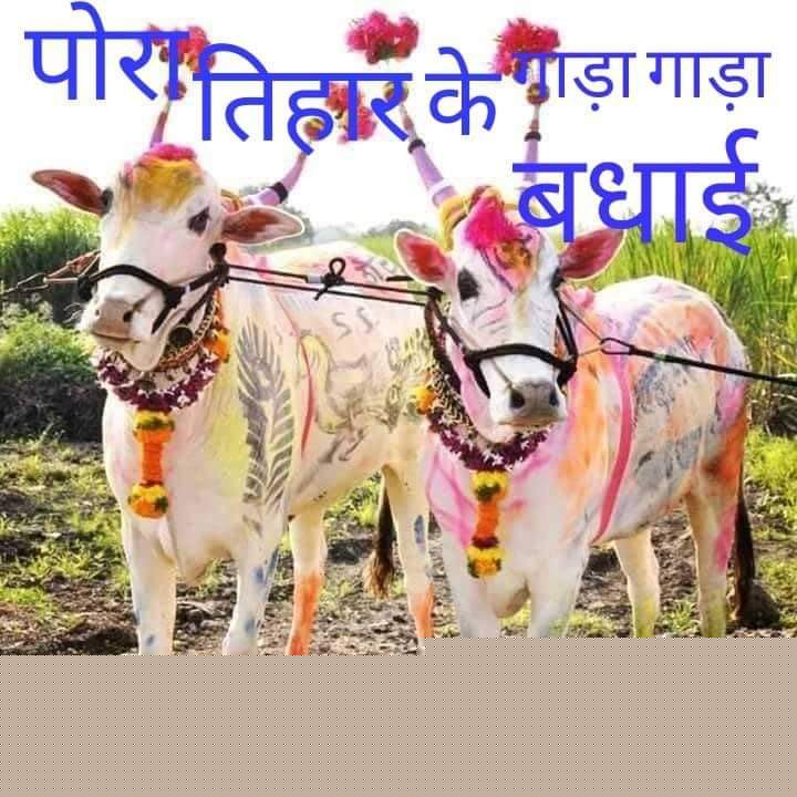 मुख्यमंत्री निवास में आज मना पोला त्यौहार