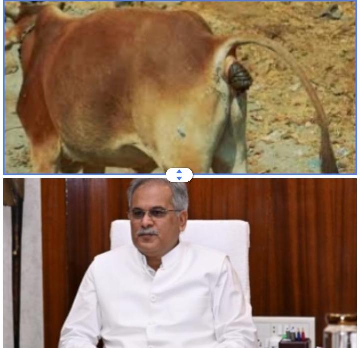 सरकार द्वारा गोबर खरीदने के निर्णय का गोभक्तों ने किया स्वागत