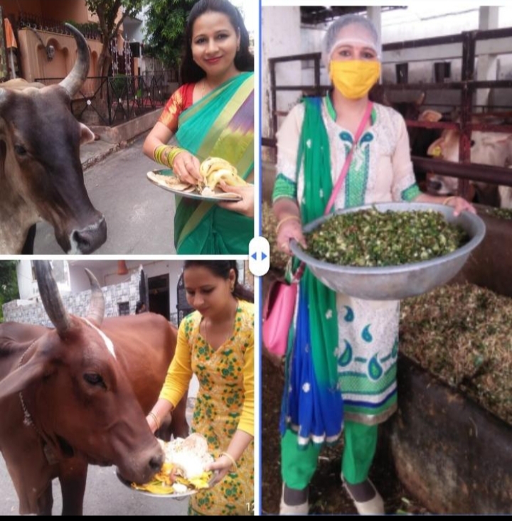 गाजियाबाद की हर्षप्रभा लाकडाऊन में भी कर रही गौसेवा
