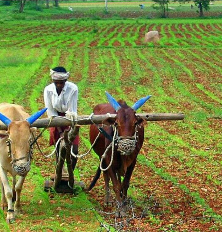 अनियंत्रित रासायनिक उर्वरक व विषैले कीटनाशकों से कम हो रही हैं सासें।-वर्तमान परिदृश्य- एक विश्लेषण