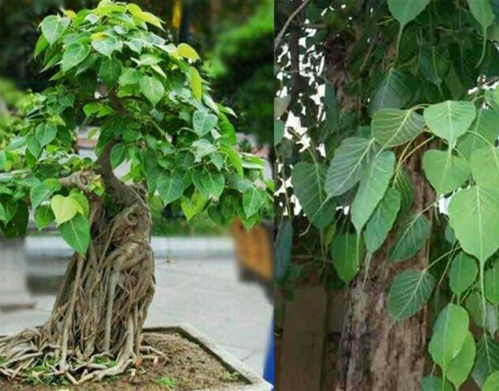 पेड़ माँ समान फिर क्यों नहीं देते सम्मान