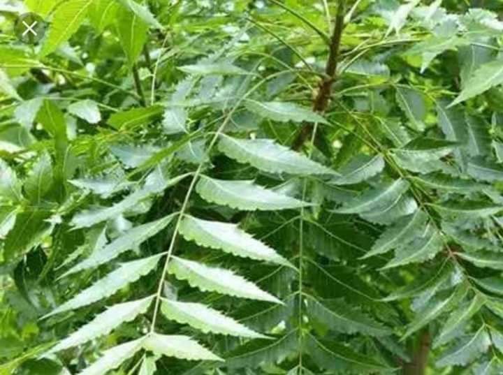 आर्युवेद मे नीम के फायदे बहुत बताये हुये है और हमारा भी अनुभव है । गीष्म ऋतु मे जीतना नीम की पत्तियों के रस का उपयोग करेंगे उतना ही फायदा-डॉ धर्मेंद्र (पीपल नीम तुलसी )अभियान