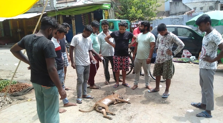 नगर निगम जानवरो को पकड कर मरणासन्न हालत में लाकर स्डको पर छोड रही है