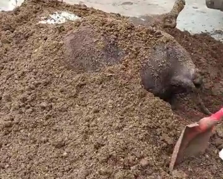 उत्तर प्रदेश सरकार के गौ रक्षा के दावे हुए फेल,गौशाला में गायों को गोबर के अंदर छुपाकर फेंक रहे कर्मचारी