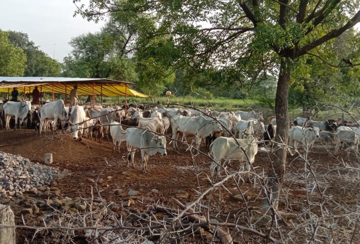 बाँदा के गौशालाओं में गायों की हालत बदतर। उत्तरप्रदेश