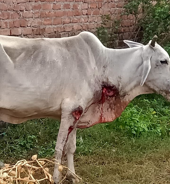 गौबंश तड़प कर मरने को मजबूर प्रशासन मौन कागजी घोड़े गोवंश की रक्षा सुरक्षा में रेस जीतने की होड़ में – बांदा यूपी