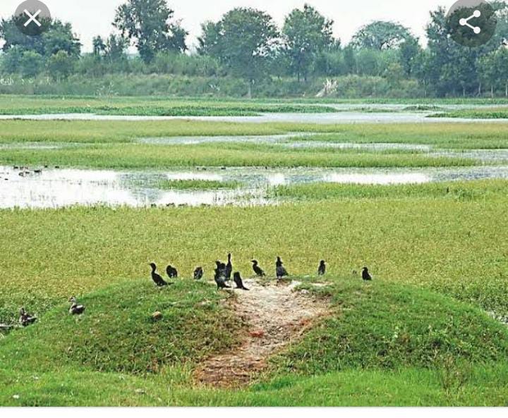 बिलुप्त हो रहे दुर्लभ पक्षी जो पर्यावरण संरक्षण में सहायक थे