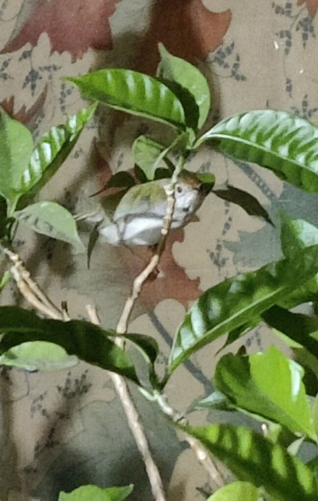 राष्ट्रीय पक्षी दिवस -पूनम खन्ना की कलम से