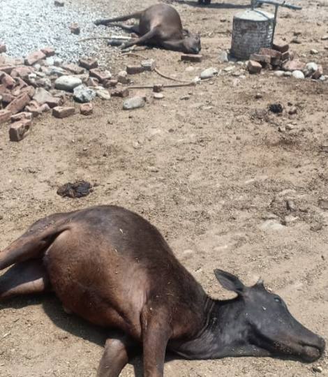 गौ-स्कैम! कितने हजार करोड़ का?