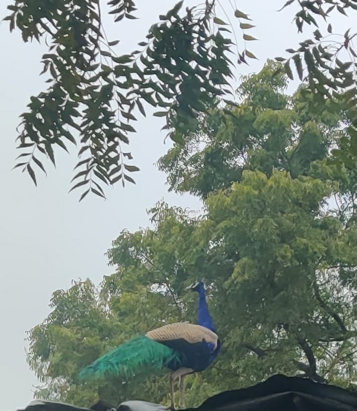 धरती को पेड़ों के आभूषण से सजाना होगा