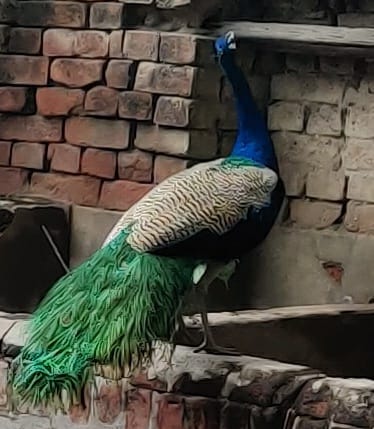 गौरैया बहुत जल्द विलुप्त पक्षियों में शामिल होने की कगार में अलग अलग पक्षियों के लिय ब्रहांतिया विस्तृत जानकारी