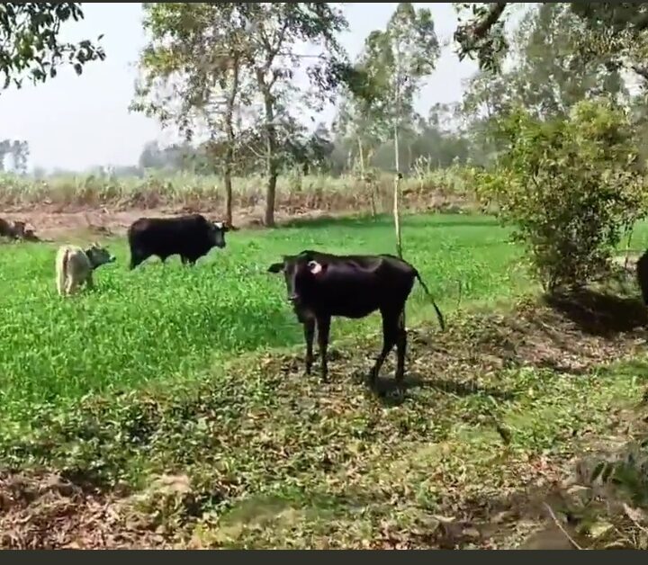 मुख्यमंत्री योगी आदित्यनाथ ने किसानों के पशुओं को आवारा और किसानों की फसल को आवारा पशुओं का चारा बना दिया – चुनाव में भाजपा को सबक सिखाएंगे किसान