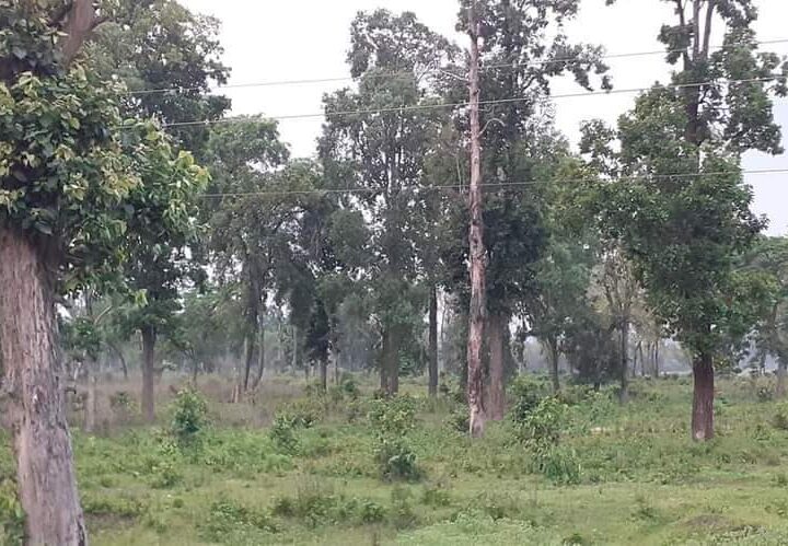 प्रदेश 2 जनकपुर नेपाल संघ मित्र देश मे भी भी न्यायालय के आदेश पर जंगल काटकर मेडिकल काँलेज निर्माण लगी रोक