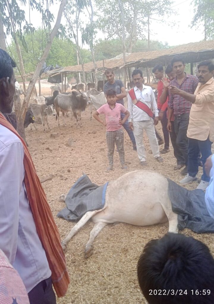 गौशाला में मर रही गाएं प्रधान पंचायत मित्र बेखबरसीडीओ ने दोषी लोगों के विरुद्ध कार्रवाई करने की बात कही