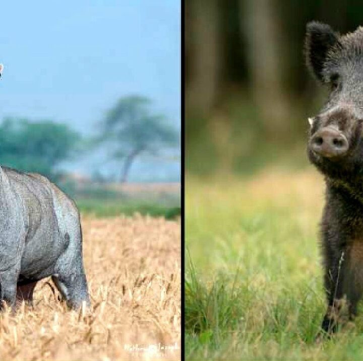 नीलगाय और जंगली सुअर का शिकार आखिर क्यों ?? पर्यावरण का विनाश