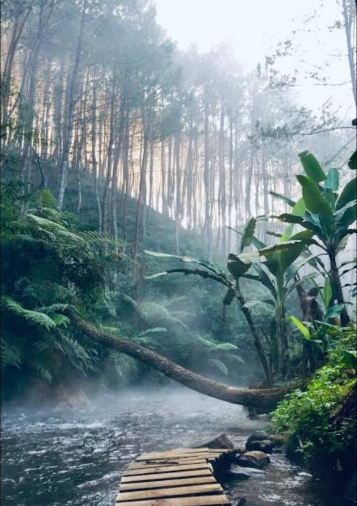 जैसा कि आप सभी अवगत हैं ही -वन, वृक्षों और हरियाली का संरक्षणआखिर ! जरूरी क्यों ।।