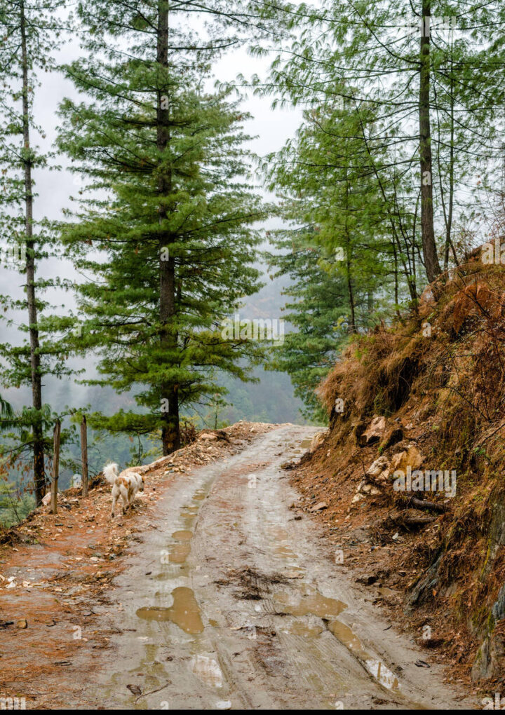 कटे लाखों दिखाए हजारों करोड़ों लोगो की सांसों के संसाधन पेड़ों को विकास और सुगम बनाने के लिय तीर्थ स्थल “आल वेदर रोड” वेदर खराब कर के उत्तराखंड हिमालयन नेचर