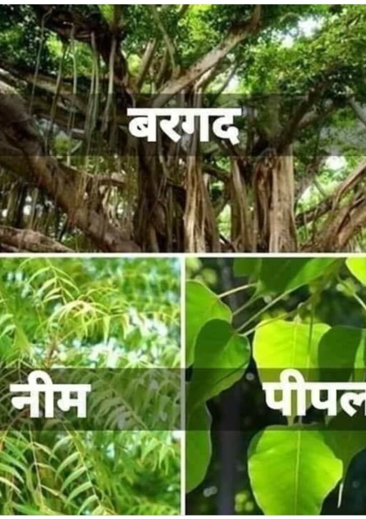 क्या कभी आपने सोचा हैं क्यो ” पीपल ( जोड़ गाछ ) , बरगद ( बोड गाछ ) और नीम गाछ ” आदि पेड़ों को क्यों लगवाना बंद किया गया है ?आइये जानें 🌳