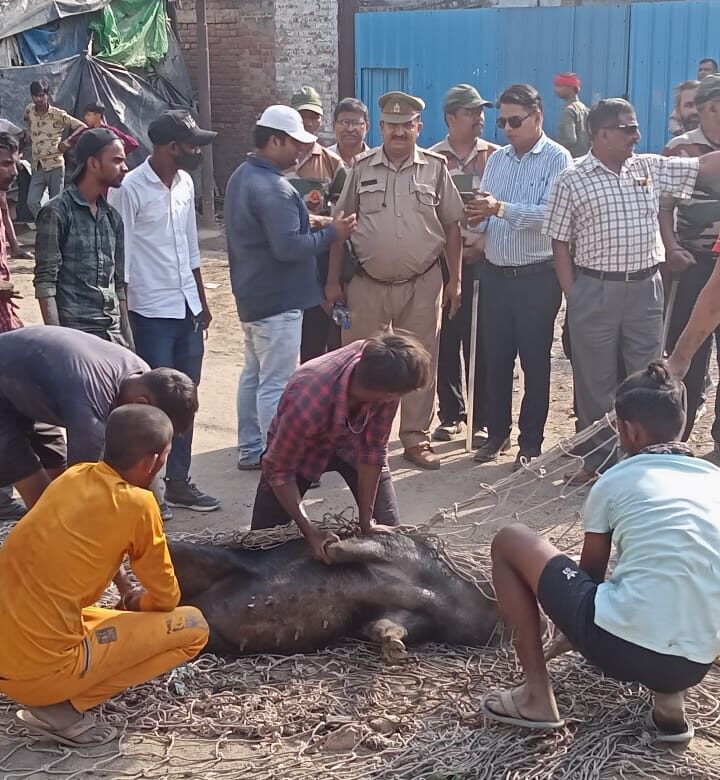 कैटिल केचिग टीम ने अभियान चलाकर पकड़े 51 सुअर- कानपुर