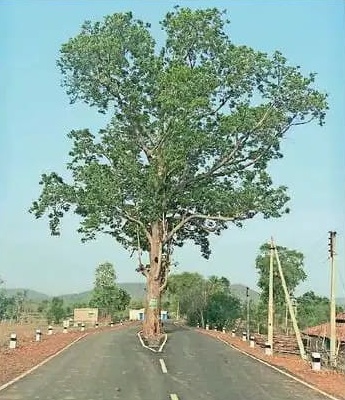हरियाली और रास्ताः मुकादाह में सड़क के बीच आया पेड़ लेकिन काटने नहीं दिया, अब उस सड़क का देखते बनता है “चलो प्रकृति की ओर”