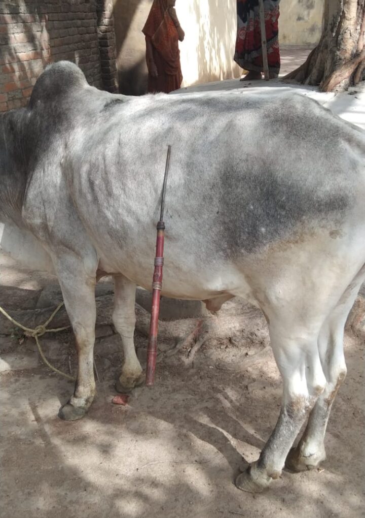 बल्लम से बैल पर वार डाक्टरों ने मौके पर पहुंच बैल के पेट से बल्लम निकाला
