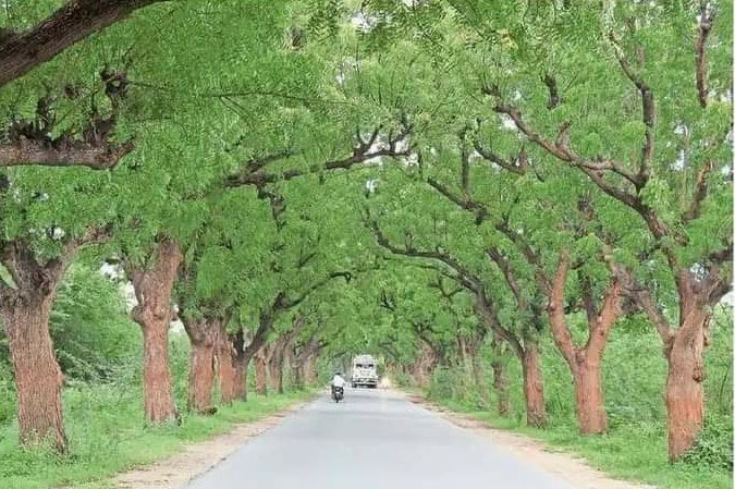 तपती धूप की सर्वाधिक गर्मी के मौसम में ठंडी की खबर वो गुलाम भारत के जमाने की #पेड़ लगाओ पेड़ बचाओ 112 साल पहले अंग्रेजों ने बनाया था नीम कॉरिडोर, 960 पौधे लगाए, यहां तापमान भी 5 डिग्री तक कम