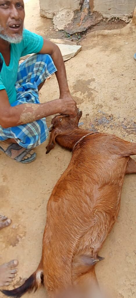 गेहूँ के साथ रखी जहरीली दवा खाने से 4बकरियों की मौत।