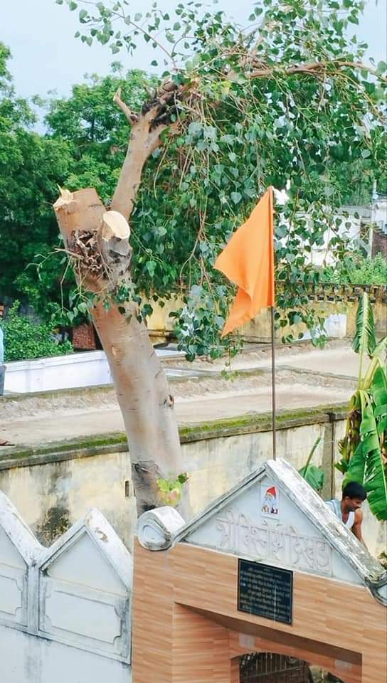 🌳🌳🌳इंसान अपने स्वार्थ के लिए लगातार प्रकृति को पहुंचा रहा है नुकसान 🌳🌳🌳 पुराना 30 साल का पीपल काटने पर आमादा – बिजनौर यूपी