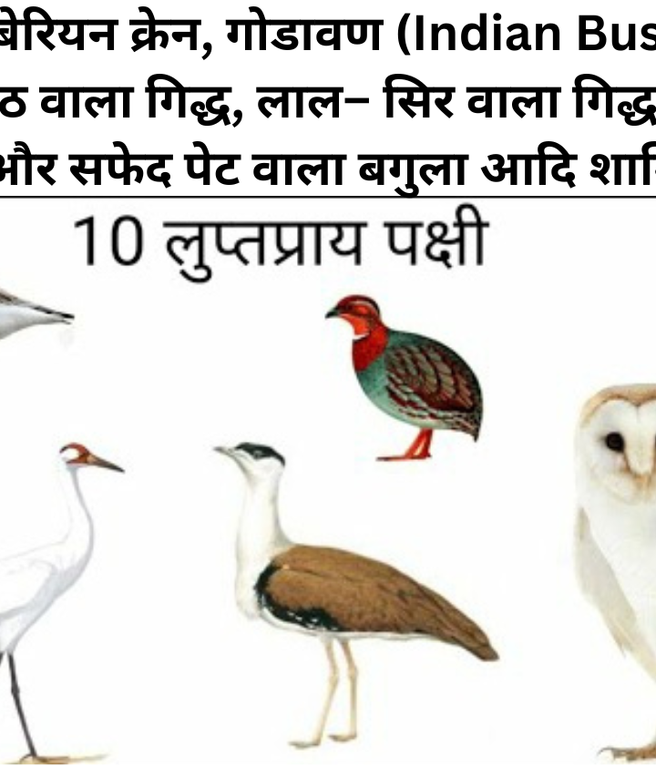 पांच जनवरी पंक्षी दिवस विलुप्त होती पक्षियों की प्रजाति अपने आसपास अवलोकन करिए और उनका संरक्षण करिए #World Bird 🐦 Day