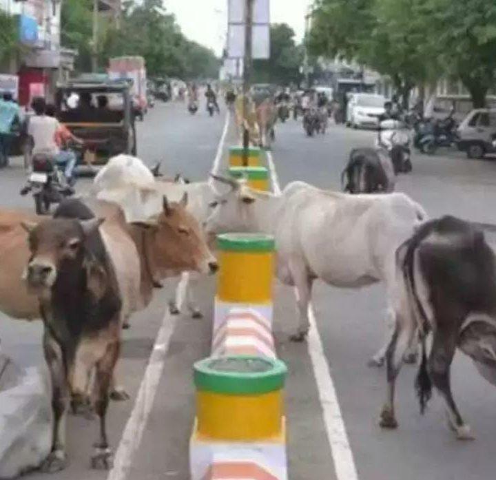 सड़कों मुख्य मार्गों पर मंडराते गौवंश बने हादसे का कारण, जिम्मेदारी से मूहँ चुराते जिम्मेदार, साधन संसाधनों के अभाव में असहाय बनी पुलिस