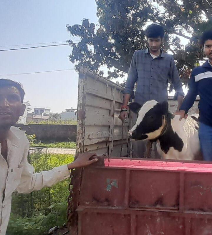 टीम शिवम भट्ट ने चंद्रबदनी में फंसे बछड़े को कृष्ण धाम गौशाला में पहुंचाया।